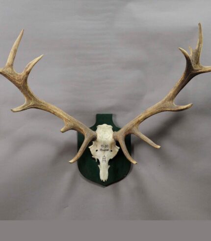 large-red-deer-trophy-from-a-noble-estate-uneven-14-ends-2099.jpg