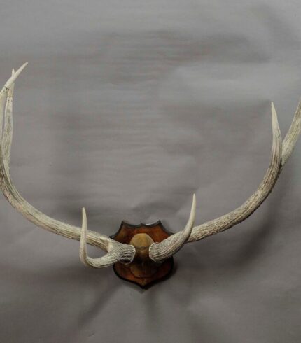 large-red-deer-trophy-from-palace-salem-germany-3706.jpg